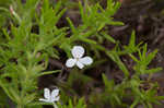 Rough hedge hyssop